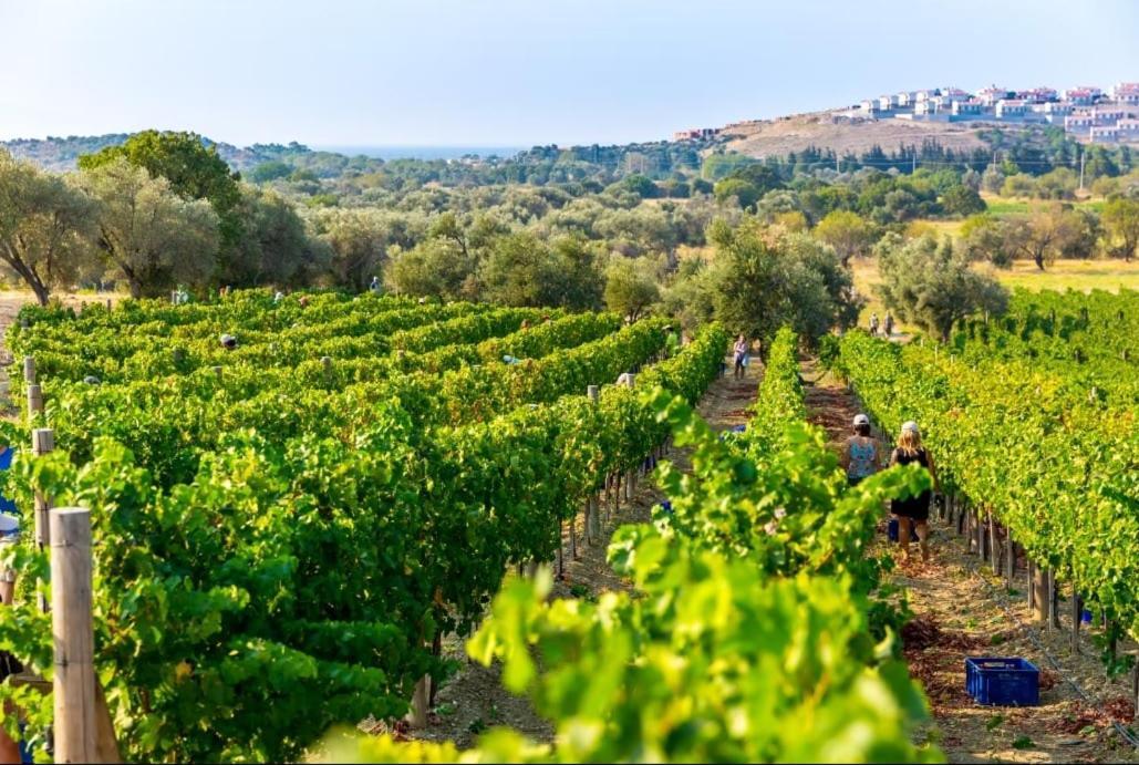 Datca Vineyard Guesthouse Exterior photo